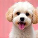 A small, happy toy poodle named Koko.