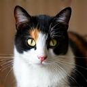 A calm calico cat named Tama.